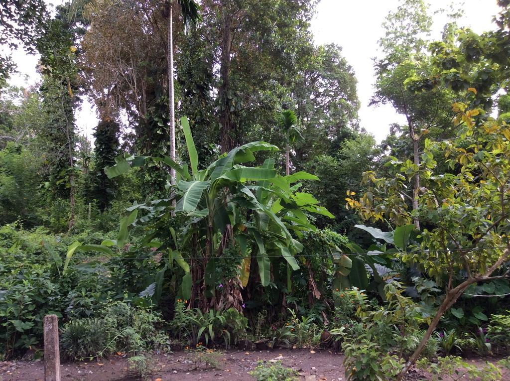 Fern Dale Villa Weligama Szoba fotó